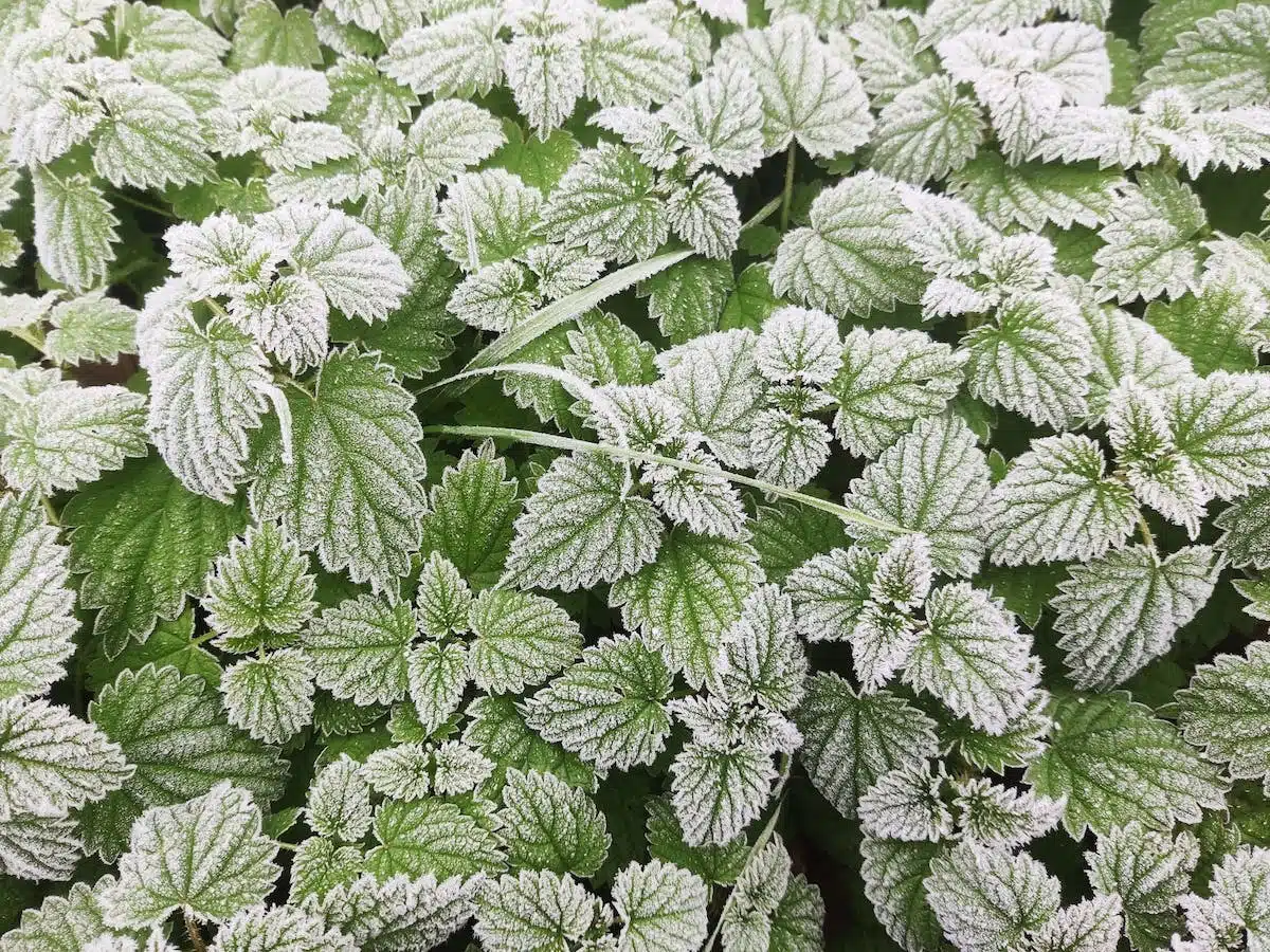orties  jardin