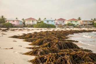 Algues sargasses échouées sur une plage de Guadeloupe avec des villas en bord de mer en arrière-plan
