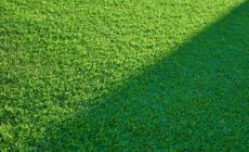 Le rôle clé du géotextile indéchirable pour un aménagement extérieur durable