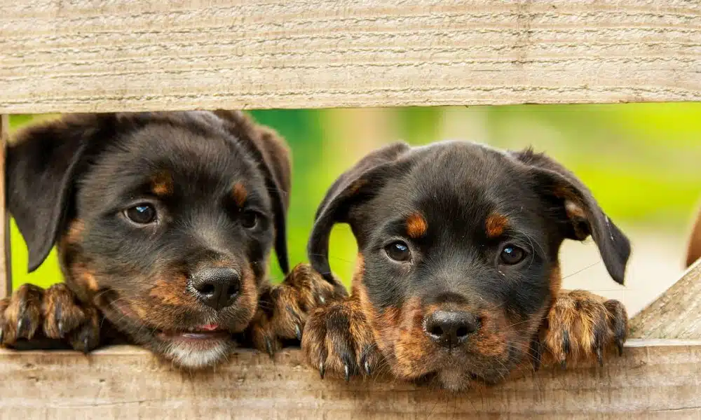 Deux chiots en attente d'une adoption