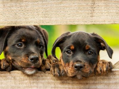 Deux chiots en attente d'une adoption