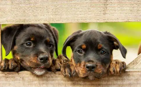 Deux chiots en attente d'une adoption