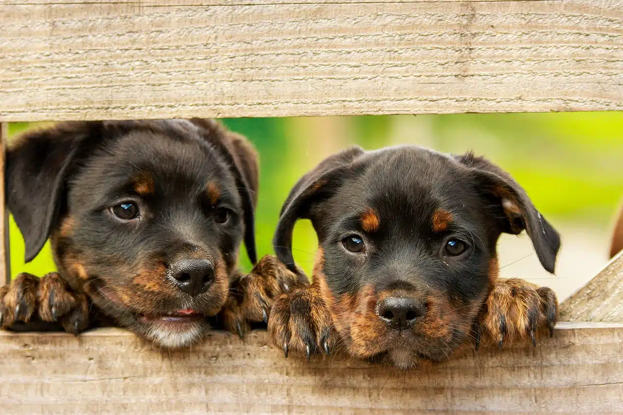 Deux chiots en attente d'une adoption