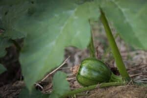 Récolte courgette sous serre